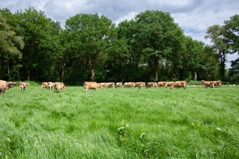 20260601-_MG_3544_veehouderij_Emmen_Jessica_Ruinemans.jpg
