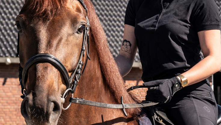 paardensport- en houderij-algemeen.png